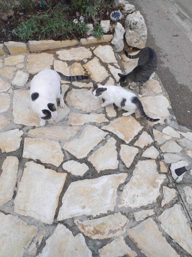 Apartmani Marijanovic Vir Dış mekan fotoğraf